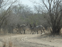 Equus quagga crawshayi