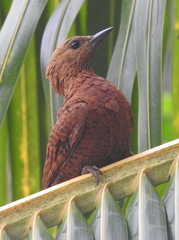 Micropternus brachyurus