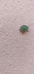 Nezara viridula
