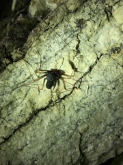 Paraphrynus carolynae