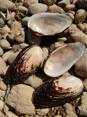 Unio elongatulus