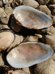 Unio elongatulus