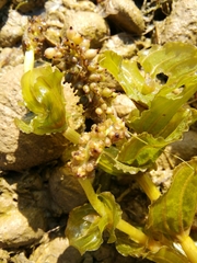 Potamogeton
