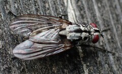 Eustalomyia