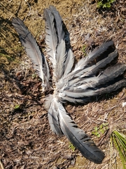 Ardea cinerea