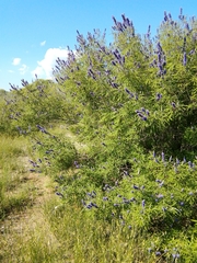 Vitex agnus-castus