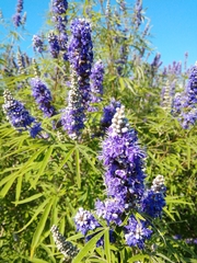 Vitex agnus-castus