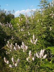 Vitex agnus-castus