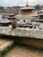 Macaca mulatta