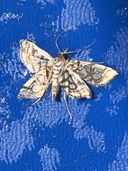 Lygropia