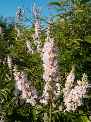 Vitex agnus-castus