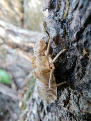 Lindenia tetraphylla