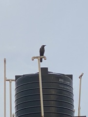 Corvus splendens