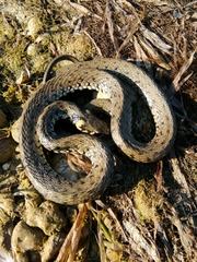 Natrix natrix