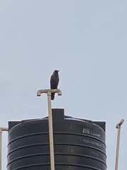 Corvus splendens