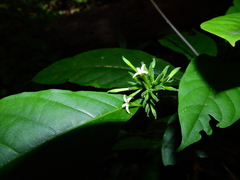 Morinda brachycalyx