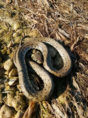 Natrix natrix