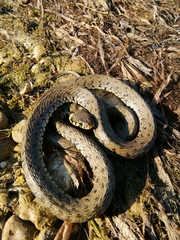 Natrix natrix