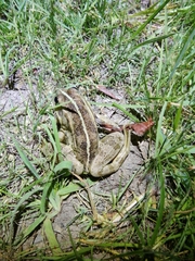 Pelophylax
