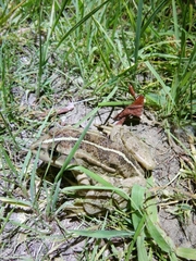 Pelophylax