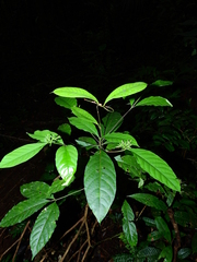 Morinda brachycalyx