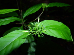 Morinda brachycalyx