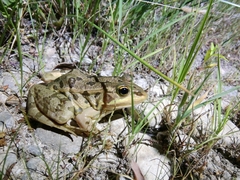 Pelophylax