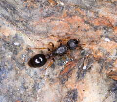 Leptothorax acervorum
