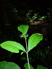 Morinda brachycalyx