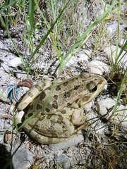 Pelophylax