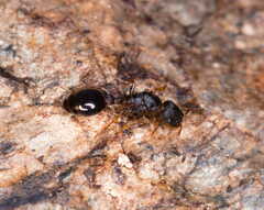 Leptothorax acervorum