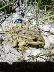 Pelophylax