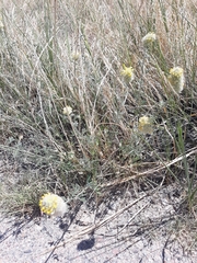 Dalea aurea