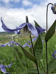 Clematis integrifolia