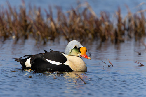 King Eider, Сабетта, Ямало-Ненецкий автономный округ, Россия, 629705, photo 9 of 10