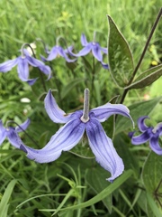 Clematis integrifolia