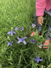 Clematis integrifolia