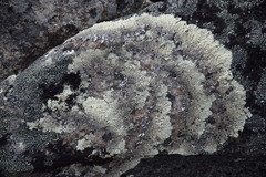 Arctoparmelia