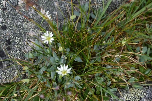 Image of Stellaria alaskana by (c) Syd Cannings, some rights reserved (CC BY)