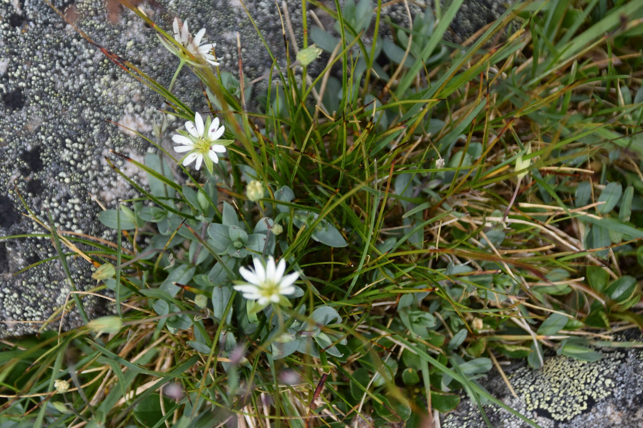 Alaska Starwort (Stellaria alaskana)