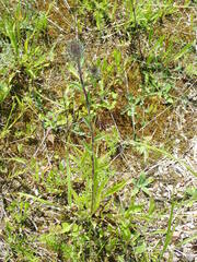 Carlina biebersteinii