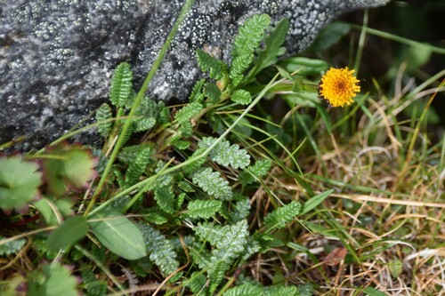 Image of Packera pauciflora by (c) Syd Cannings, some rights reserved (CC BY)