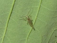 Stenopsocus immaculatus