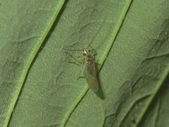 Stenopsocus immaculatus