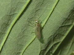 Stenopsocus immaculatus