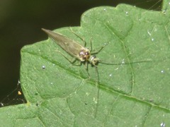 Stenopsocus immaculatus