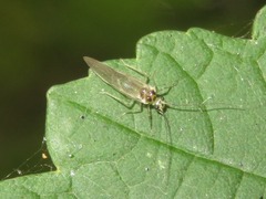 Stenopsocus immaculatus