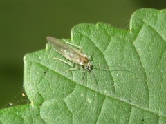 Stenopsocus immaculatus