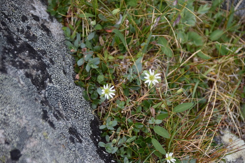 Image of Stellaria alaskana by (c) Syd Cannings, some rights reserved (CC BY)
