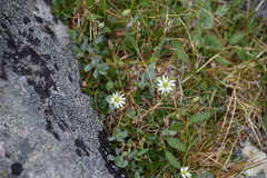 Stellaria alaskana